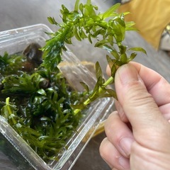 天然 川の藻10cm×5本 100円の画像