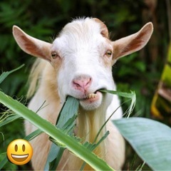 西区でヤギの世話