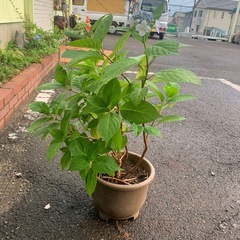アジサイの苗A　の画像