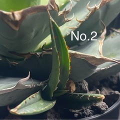 アガベチタノタ　黒犀牛子株3セット　の画像