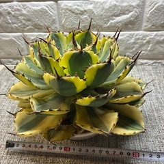 アガベ　デザートダイヤモンドの画像
