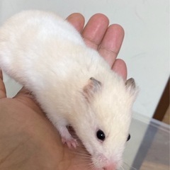 カラーハムスター