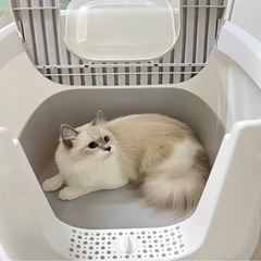 猫用トイレ グレーの画像