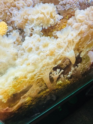 海水パクパクうみあざみ山盛り