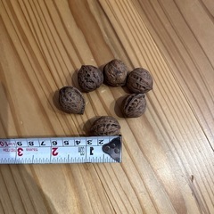 くるみ　　　　胡桃　苗の画像
