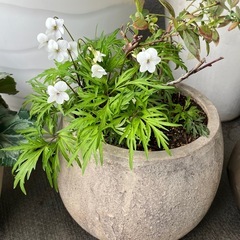 肥後すみれ　2鉢セット　山野草　白の画像