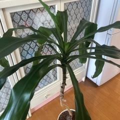 決まりました！
観葉植物の画像