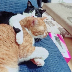【栃木市】仲良し2匹の里親様募集