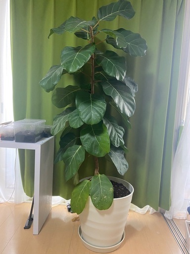 観葉植物　フィカス　アフリカンプリンス