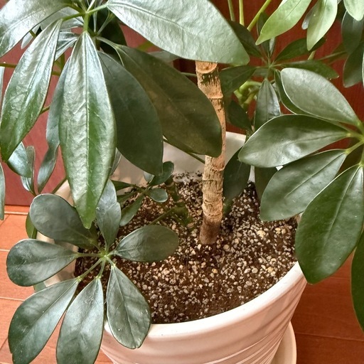 決まりました【観葉植物】カポック（シェフレラ）陶器鉢 62cm ＋フィカス・ウンベラータ 73cm セット