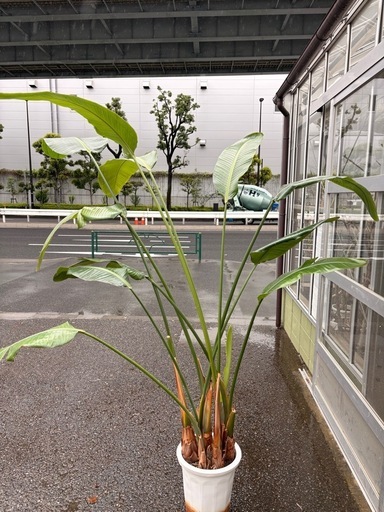 オーガスタ 尺