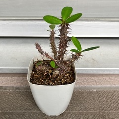 ハナキリンの画像