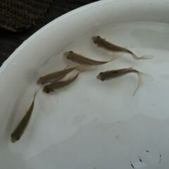 ２歳・魚取沼の型揃い羽衣型６匹・鉄魚飼育入門にいかかが～の画像