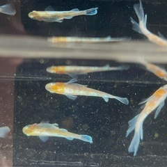 菊間メダカ様直径　朱光菊　有精卵20個＋αの画像