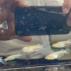 菊間メダカ様直径　朱光菊　有精卵20個＋αの画像