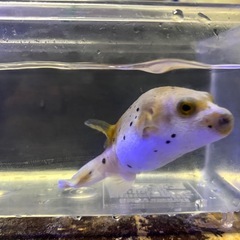 コクテンフグの画像