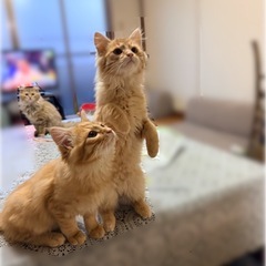 （里親募集）素敵なご縁がありますように🐈 - 八戸市