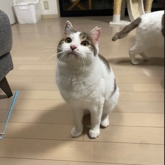 おしゃべりな濃姫ちゃん
