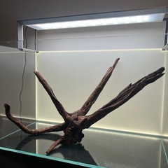 ADA ホーンウッド⑤の画像