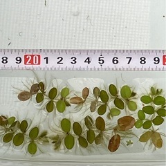 メダカ飼育のケースで出来た4種姫ホテイ草、ウォーターコイン他2種各5株の画像
