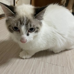 猫ちゃんの里親を探しています。0〜3歳です - 里親募集