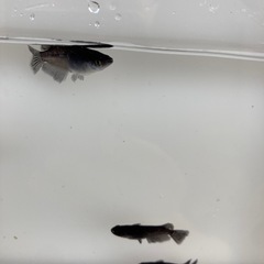 曜変天目　メダカ　稚魚1匹200円の画像