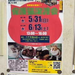 福山で保護猫の譲渡会