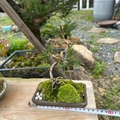 ミニ盆栽の画像