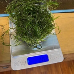 水槽関連　第2弾　ウィローモス20g 1個500円の画像