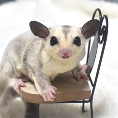 フクロモモンガ(シルバーベルプラチナhetリューシ／♂）