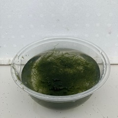 水草 ウィローモス（鑑賞魚、メダカ等）の画像