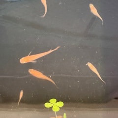 【終了】楊貴妃メダカ 若魚の画像