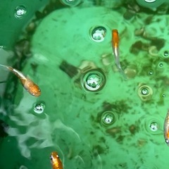 🐟めだか🐟上個体✨レッドクリフ紅白1ペア2匹　メダカの画像