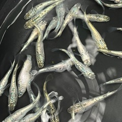 🐟めだか🐟レックウザ2ペア4匹　メダカの画像