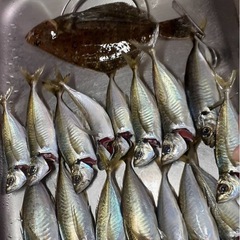 釣り女子募集🎣🐟🎣 - 友達
