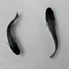 🐉昨今　話題の【龍鱗】無限めだか 根来めだか🐉稚魚(針子)の画像