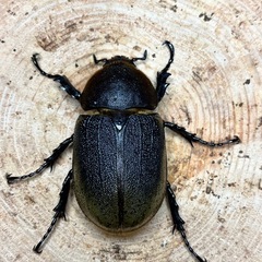❶ヘラクレスオオカブト　ペアの画像