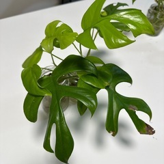 ヒメモンステラ 2株セット 発根済み 水耕栽培 観葉植物の画像