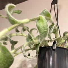 観葉植物　トラディスカンティアシラモンタナ　の画像