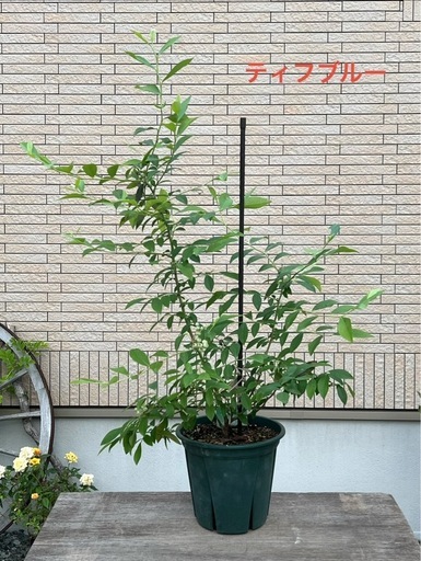 【受け渡し決定】【専用ページ】フェスティバル、ノビリス、ティフブルー