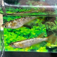 バルゴG 卵　10+αの画像