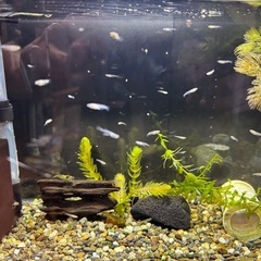 改良メダカ　MIX 幼魚の画像