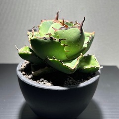 アガベ　チタノタ　ジャガーノート　Agave titanota 'Juggernaut'  Agave  優良株 多肉植物　観葉植物の画像