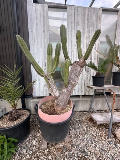 柱サボテン(特大
)