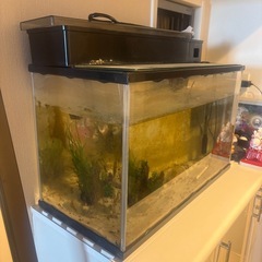 ガラス水槽　中古品の画像