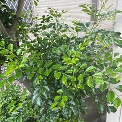 無料　　植木の画像