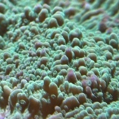 ウスコモンサンゴ①の画像