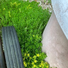 多肉植物‎‎ܾ ܾ 𖥧𓇣𖦥𖥧𖥣セダムの画像