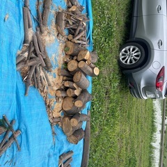まきの画像