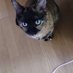 急募ですお願いします。サビ柄の女の子